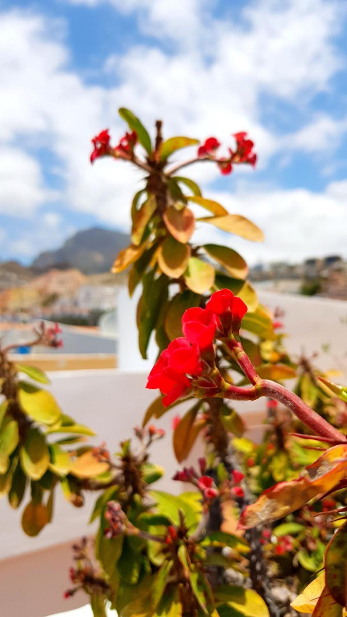 Warm, Cozy And Comfortable Costa Adeje  Eksteriør bilde